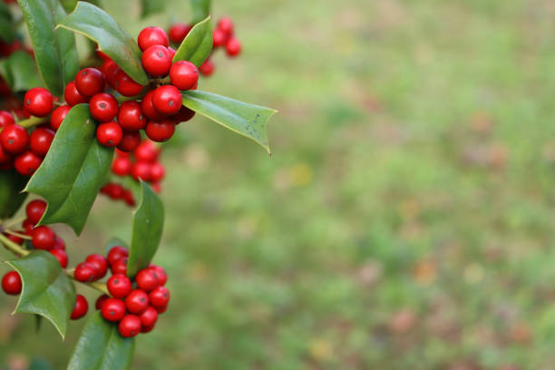 istock Christmas background with Holly bush with copy space 1445129784