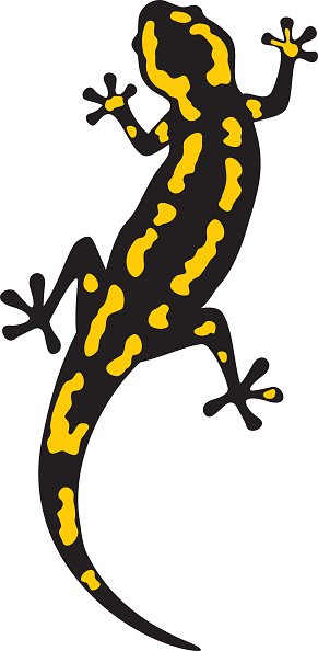 Fire Salamander Animal Color. Vector Illustration.