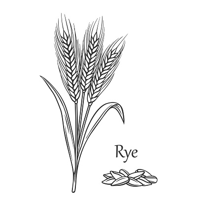 Rye cereal crop outline icon vector illustration. Line hand drawn grain plant with seeds and spikes on ears, stalk and leaf, sketch of organic agriculture harvest from farmers field and Rye text