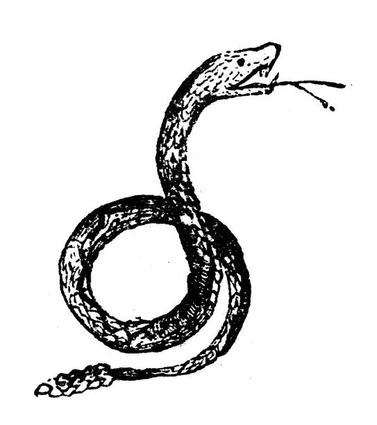античная гравировка иллюстрации: гремучая змея - european adder illustrations stock illustrations