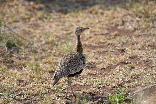 istock Red-crested Korhaan (Lophotis ruficrista) foraging on the savannah 1445132689