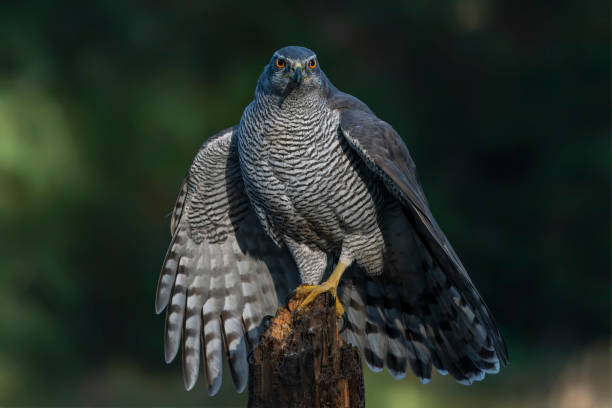 istock Beautiful Northern Goshawk (Accipiter gentilis) on a branch  in the forest 1445132817
