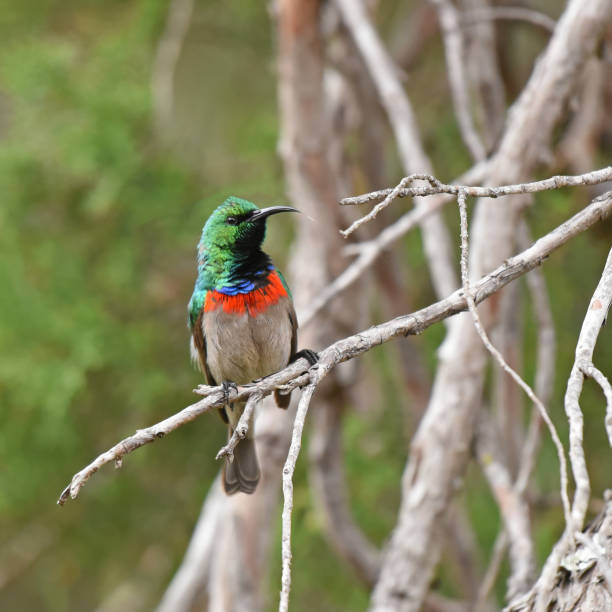 istock Southern Double-collared Sunbird (Cinnyris chalybeus)on the branch of a tree 1445132907