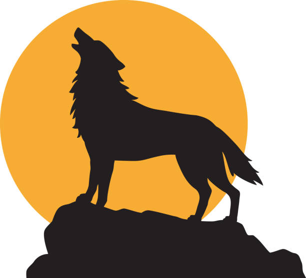 illustrations, cliparts, dessins animés et icônes de silhouette de loup hurlant et de pleine lune. - loup