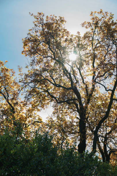 公園のバックライト付き木 - autumn blue botany clear sky ストックフォトと画像