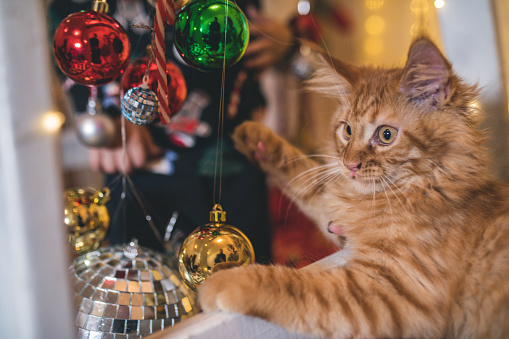 The little kitten is playing with Christmas decorations