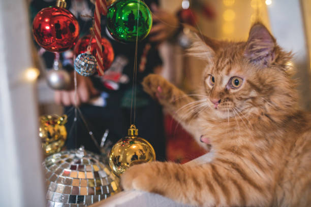Little kitten is playing with Christmas decorations stock photo