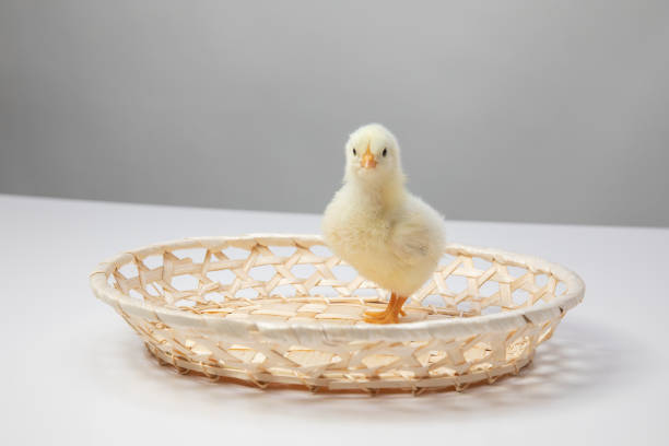 Easter, Cute little yellow baby chicken in an easter basket