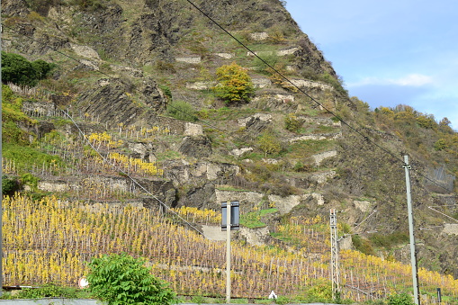 yellow steep vineyard terraces