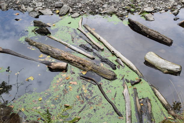 istock driftwood in a dry river 1445134894