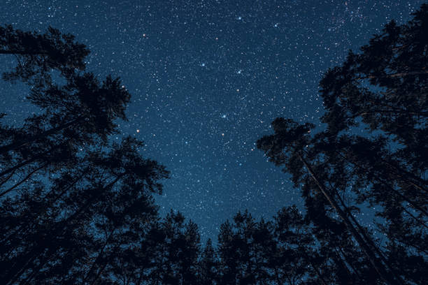 istock a Night sky in a pine forest at Christmas day 1445134920