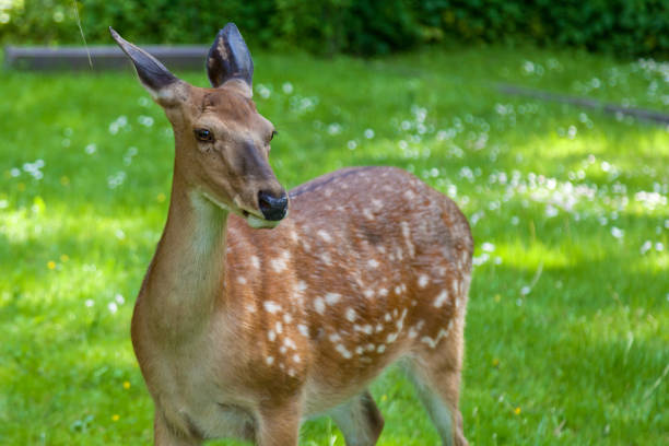 A herd of young spotted deer eat grass in a green meadow. Photo of animals in the wild.