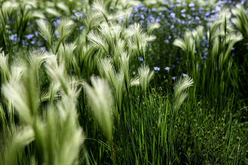 Closeup of the Foxtail barley (Hordeum jubatum) in the field
