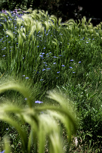 Closeup of the Foxtail barley (Hordeum jubatum) in the field