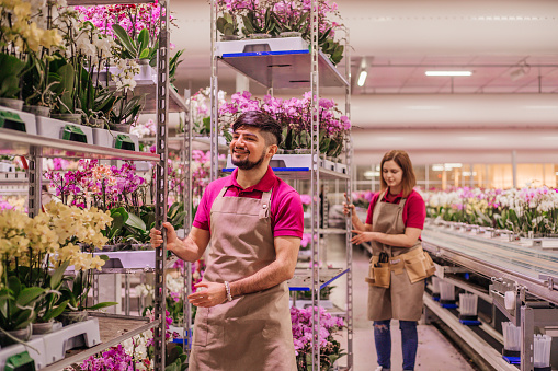 A male worker  going about the daily duties in an orchid Greenhouse production facility in Holland