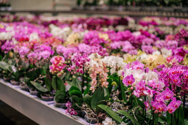 istock The inside of a modern working orchid greenhouse 1445136407