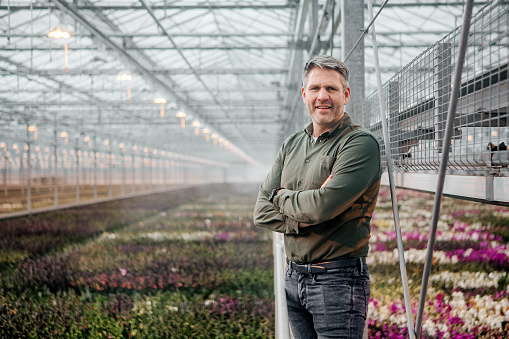 A male management owner going about the daily duties in an orchid Greenhouse production facility in Holland