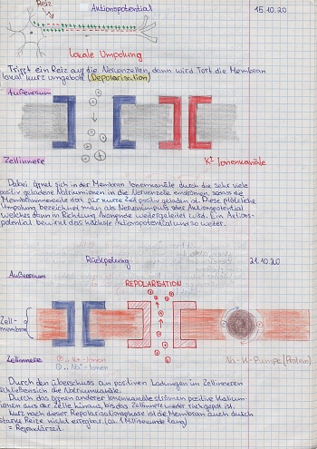 School student's notes on biology in a school notebook about the mechanism of transmission of a nerve impulse