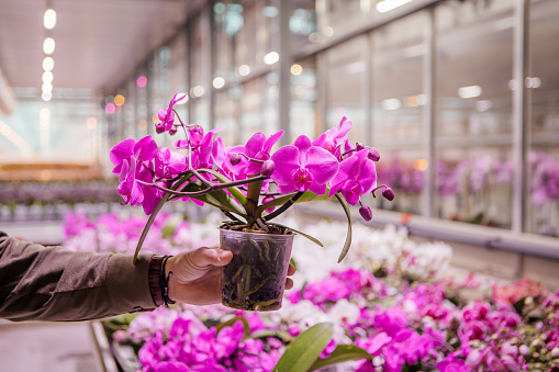 The inside of a modernised, clean, organised working orchid greenhouse