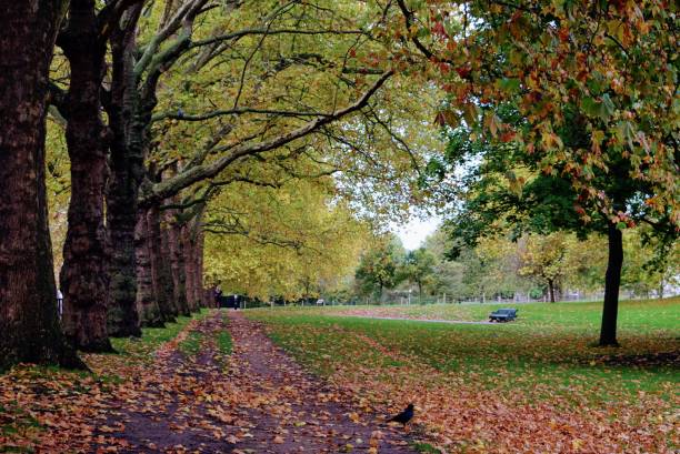 hyde park, einer der acht königlichen parks londons - hyde street stock-fotos und bilder