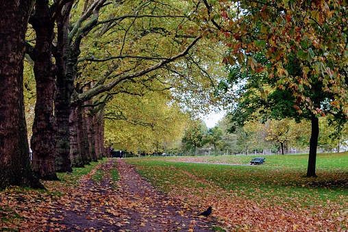 Hyde Park, one of London's eight Royal Parks