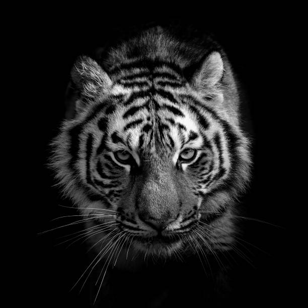 Black and white wild tiger portrait stock photo