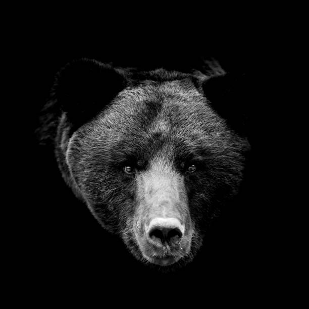 istock Close bear portrait on black background 1445137915