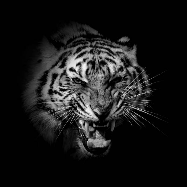 istock Black and white wild tiger portrait 1445137916