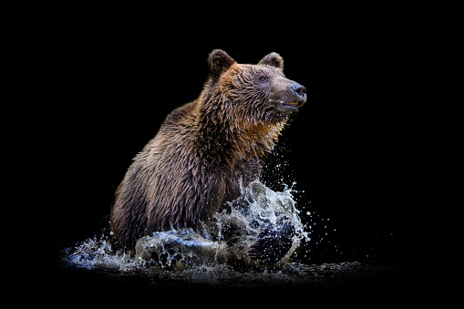 Wild Brown Bear (Ursus Arctos) on water on black background. Animal in natural habitat. Wildlife scene