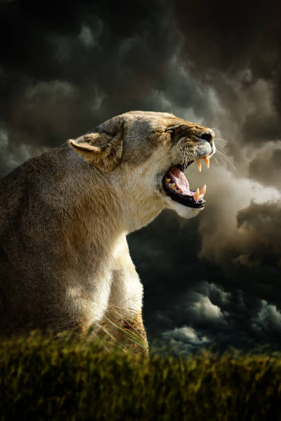 Gorgeous roaring lioness sitting in a circus arena cage