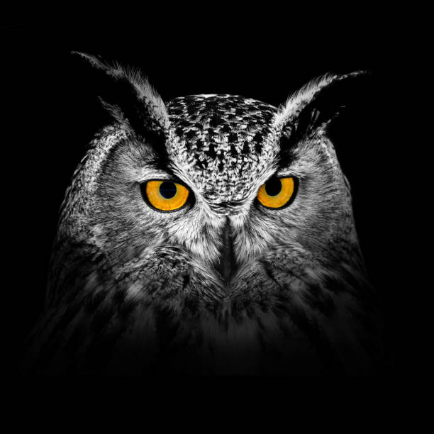 istock Owl looking big eyes on the black background 1445137922