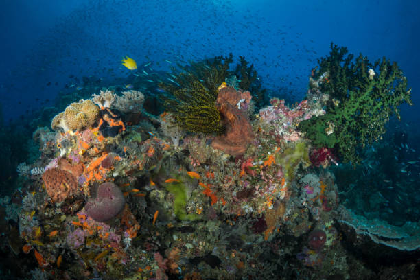 istock Healthy coral reef system in the south Pacific 1445138859