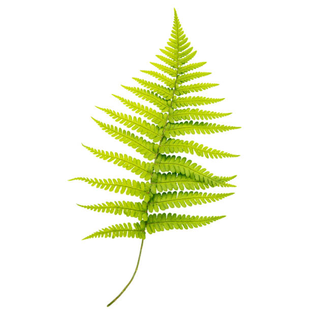 istock a single fresh fern leaf 1445138860