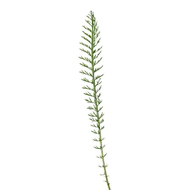 istock a single fresh green leaf for decoration 1445138891