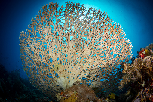 Gorgeous wide angle view of healthy coral reef in the coral triangle. The best place in the world for pristine reefs, the waters of Papua full of biodiversity with many fish species swimming above colorful coral reefs