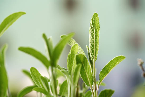 Fresh sage plant growing outdoors in spring, close up