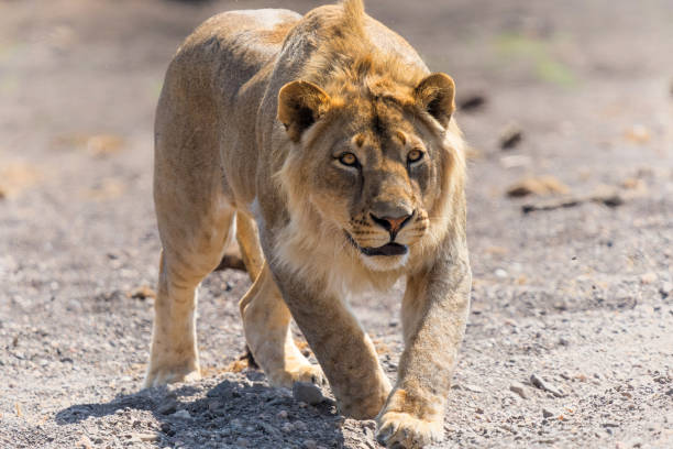 istock Lion male hunting in Mashatu Game Reserve 1445140748