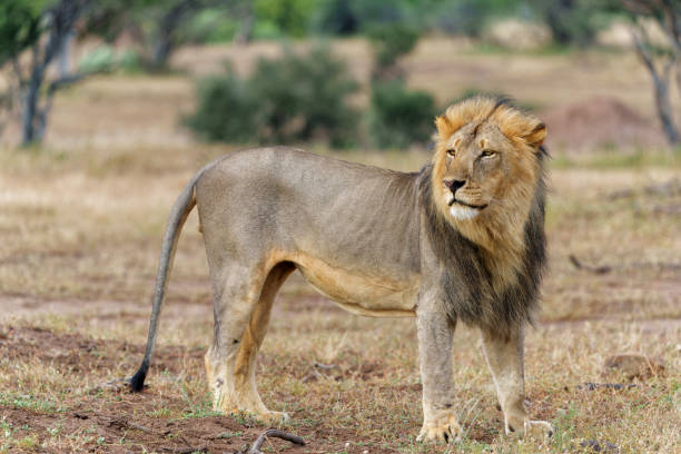 istock Lion male hunting in Mashatu Game Reserve 1445140796