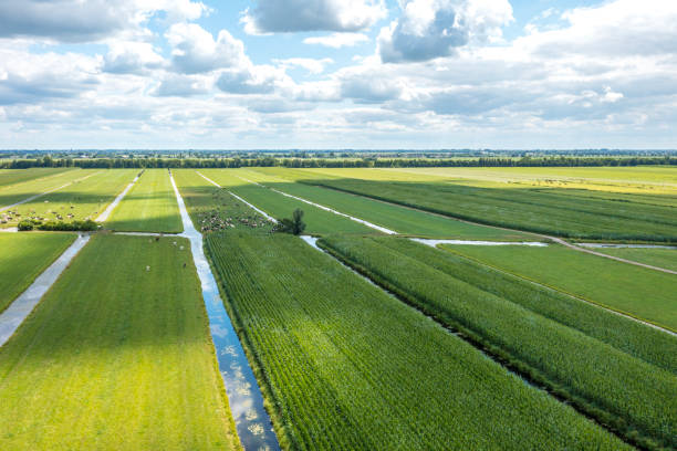 istock Drone shot: Many ruminating cows in green meadow. 1445141119