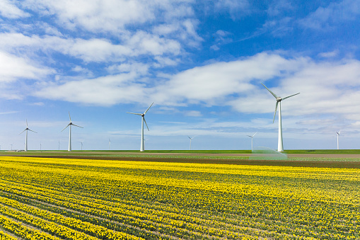 Wind turbines with tulips growing in agricultural fields in the Noordoostpolder in Flevoland, The Netherlands, during springtime seen from above. The Noordoostpolder is a polder in the former Zuiderzee designed initially to create more land for farming.