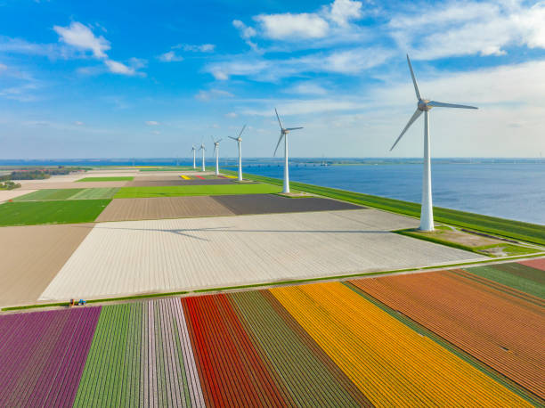 istock Windturbines on a levee with tulips growing in agricutlural fields during springtime 1445142619