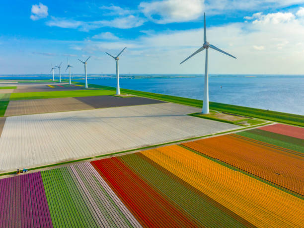 istock Windturbines on a levee with tulips growing in agricutlural fields during springtime 1445142885