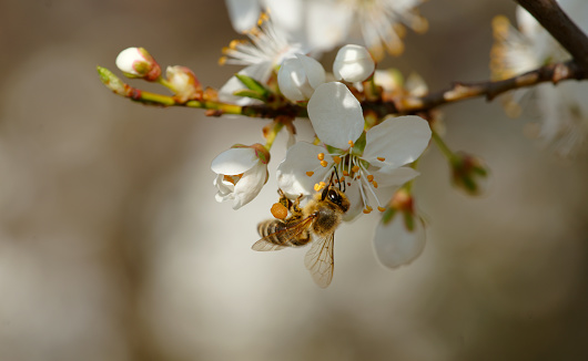 honey bee, Prunus spinosa, honeybee, Apis, sloe