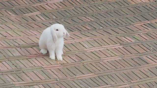 White rabbit in a rabbit cage paved with brown bricks Cute pet with lovely long ears.
