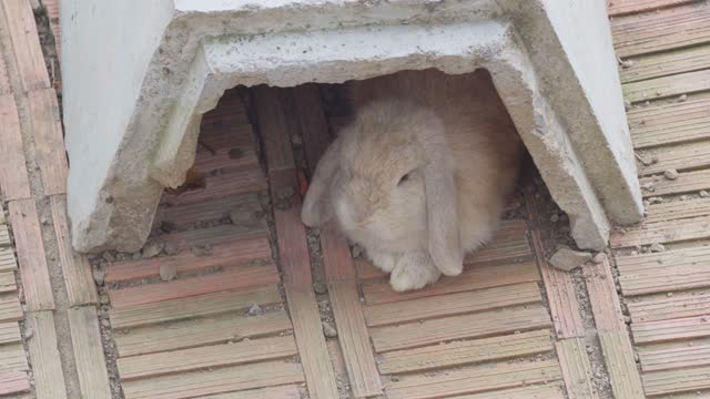 A brown rabbit with long ears rests and hides in a concrete tunnel inside a large cage.