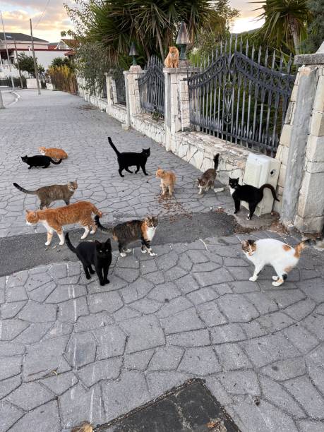 istock stray cats on the street 1445144220