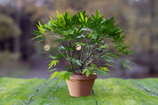 istock flower in a pot 3d render illustration 1445144703