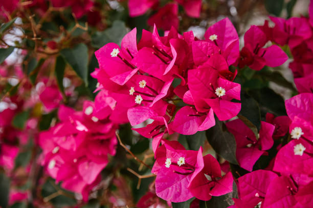 крупным планом цветок святой риты, гранат. бугенвиллия буттиана - bougainvillea стоковые фото и изображения