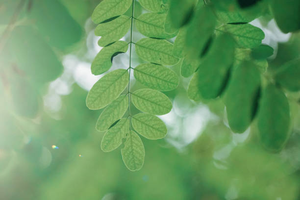 istock green tree leaves in springtime, green background 1445147334