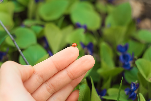 Close up ladybird on fingers concept photo. Tiny bug. Good fortune sign. Side view photography with blooming flowers on background. High quality picture for wallpaper, travel blog, magazine, article